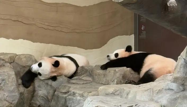 gấu tr&uacute;c ảnh 3
