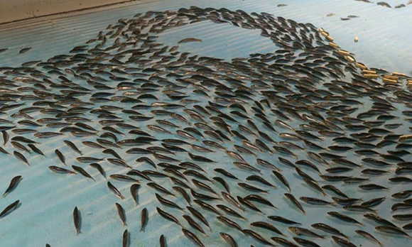 Cong vien Nhat Ban dung ca dong lanh trang tri mat san bang hinh anh