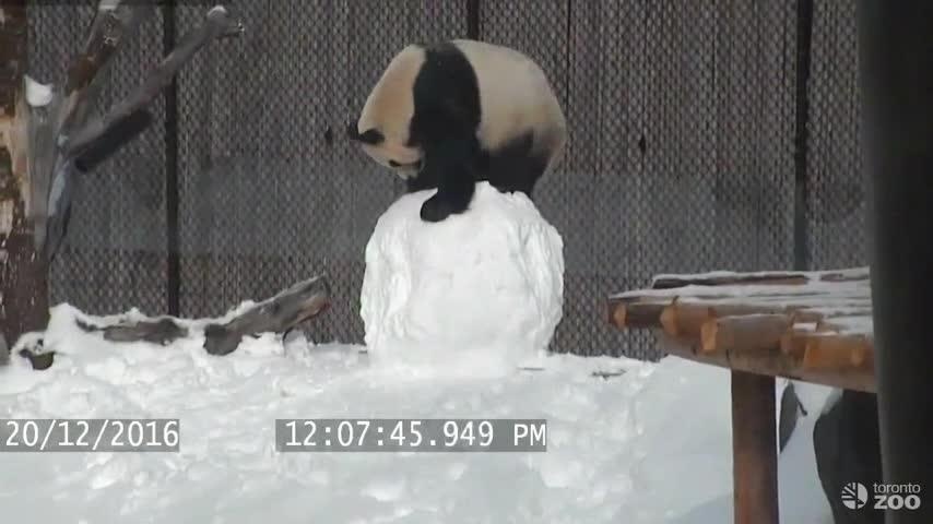 Gau truc gay sot voi man 'chien dau' cung nguoi tuyet hinh anh