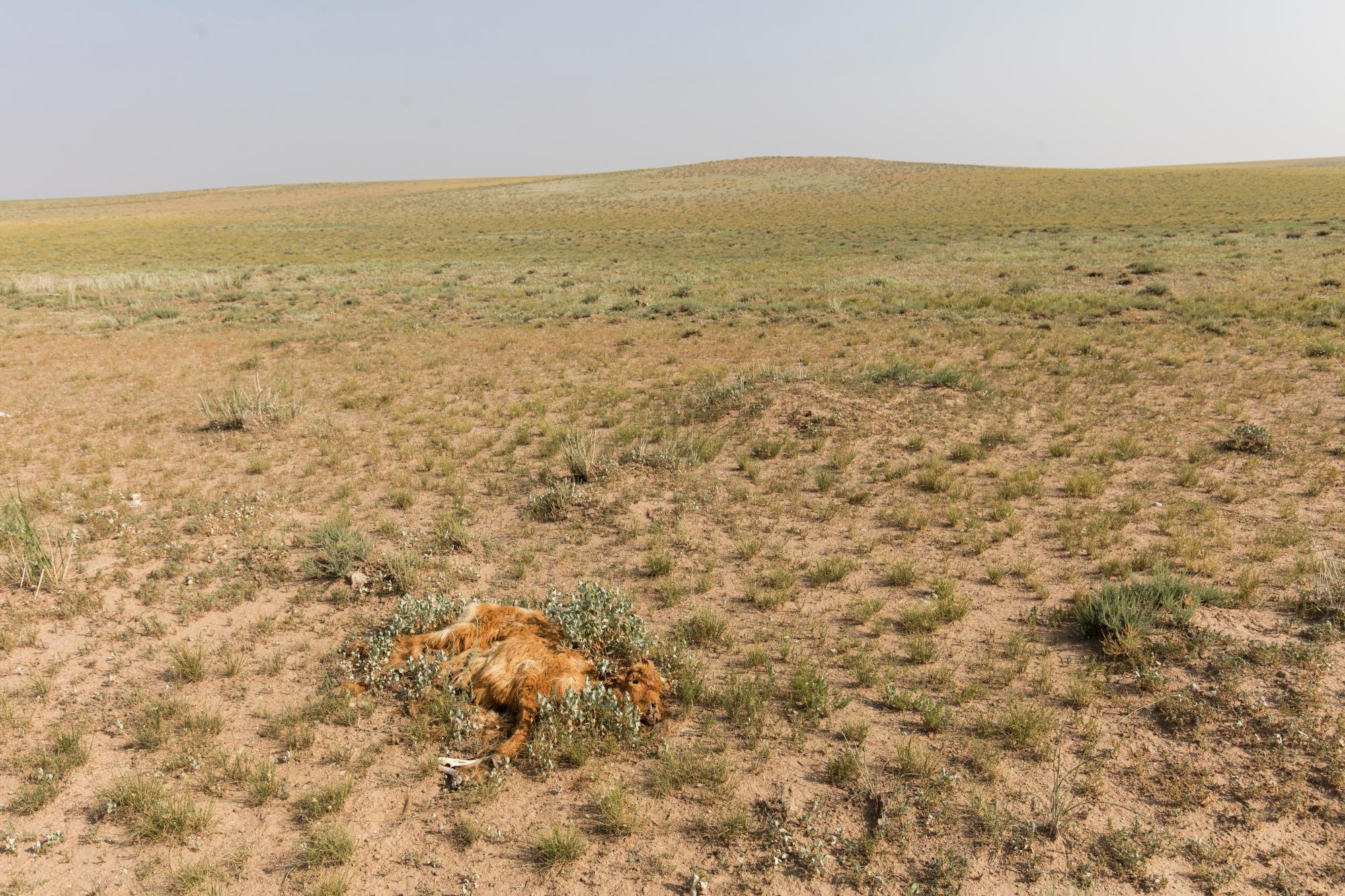 Mong Co khong con dan du muc anh 5