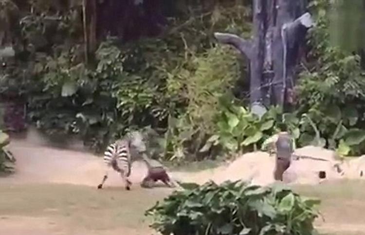 Ngua van noi gian, keo le nguoi nuoi thu o Trung Quoc hinh anh