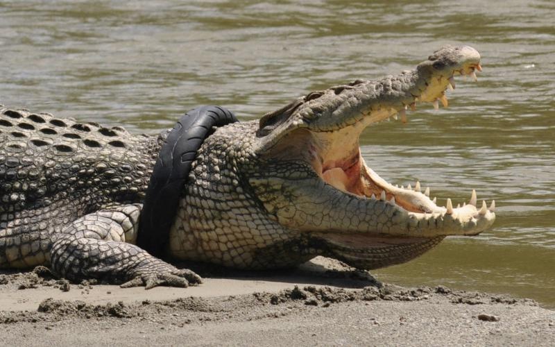 Ca sau 800 kg can dut chan nguoi dan ong o Malaysia hinh anh