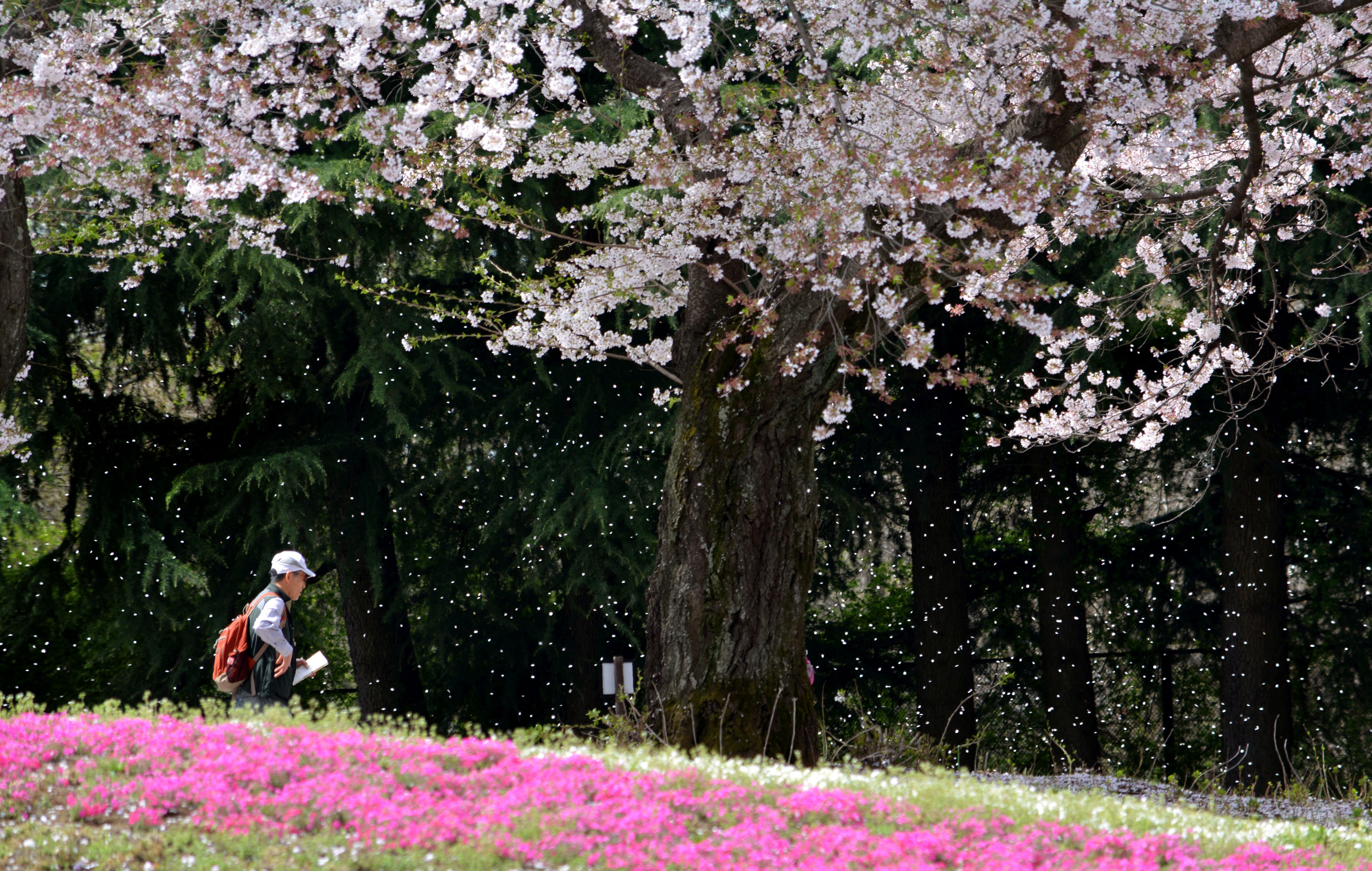 Dai su quan Nhat Ban nhan ho so xin visa qua dai ly uy thac hinh anh