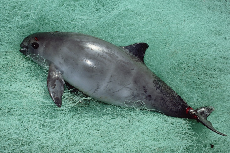 cá heo California tuyệt chủng ảnh 1 ca heo California tuyet chung anh 1