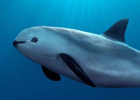 Chi con 30 con, ca heo California ben bo vuc tuyet chung hinh anh