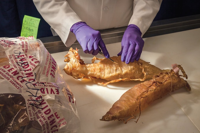 ca heo California tuyet chung anh 3