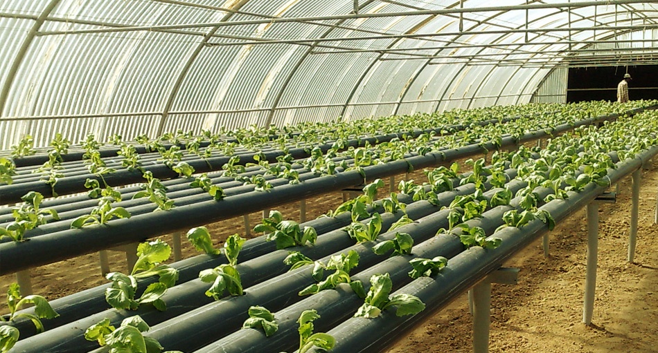 Qatar giau nhu the nao anh 3