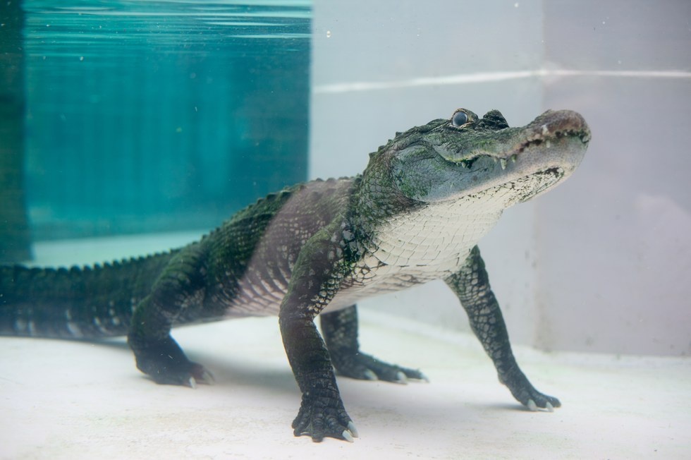 qua tang danh cho nguyen thu anh 9