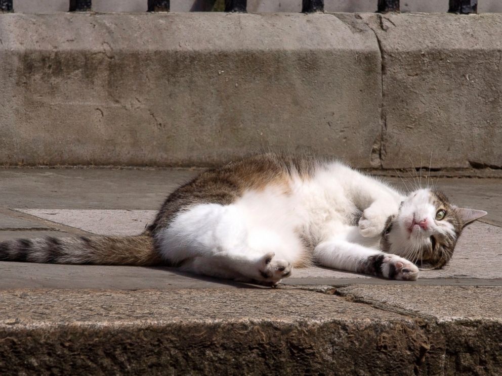 meo trong dinh thu tuong Anh anh 9