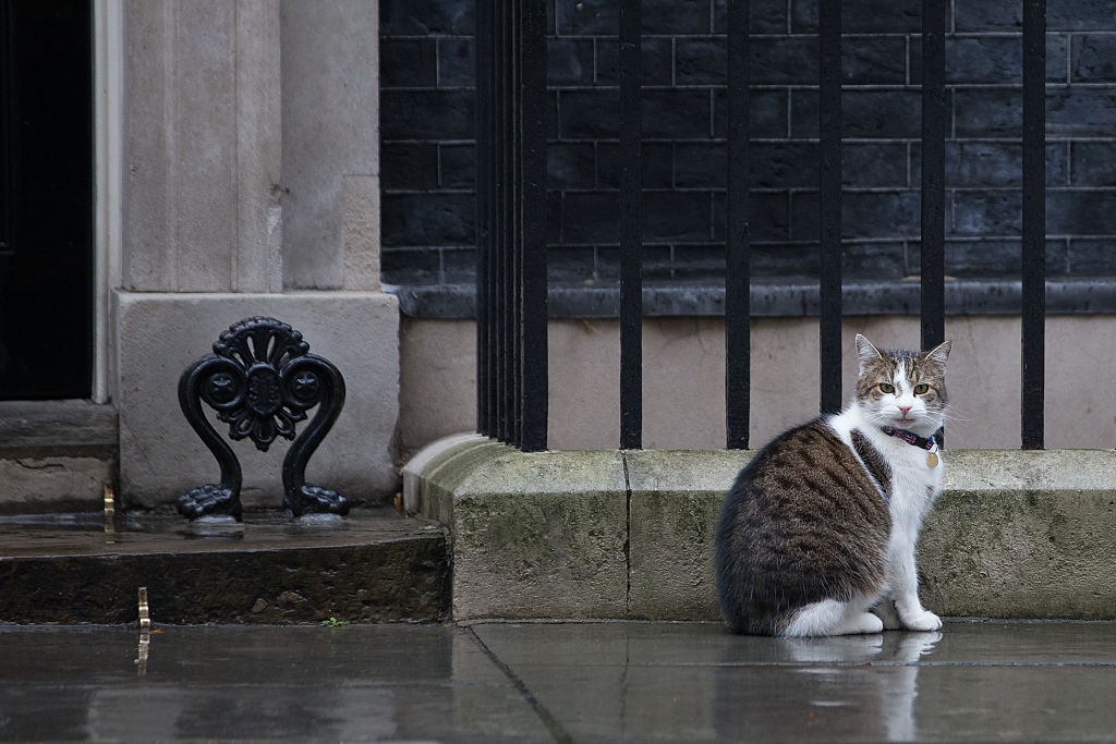 meo trong dinh thu tuong Anh anh 2