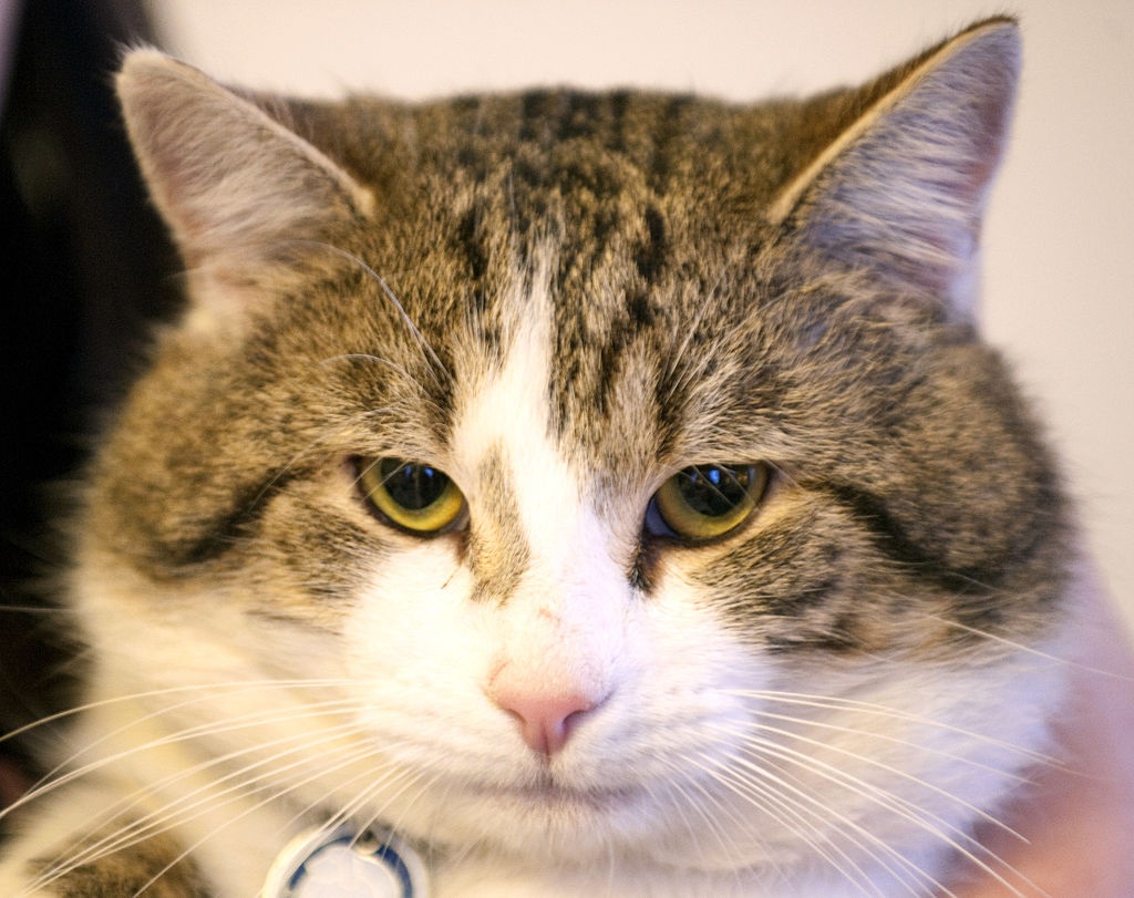 meo trong dinh thu tuong Anh anh 11