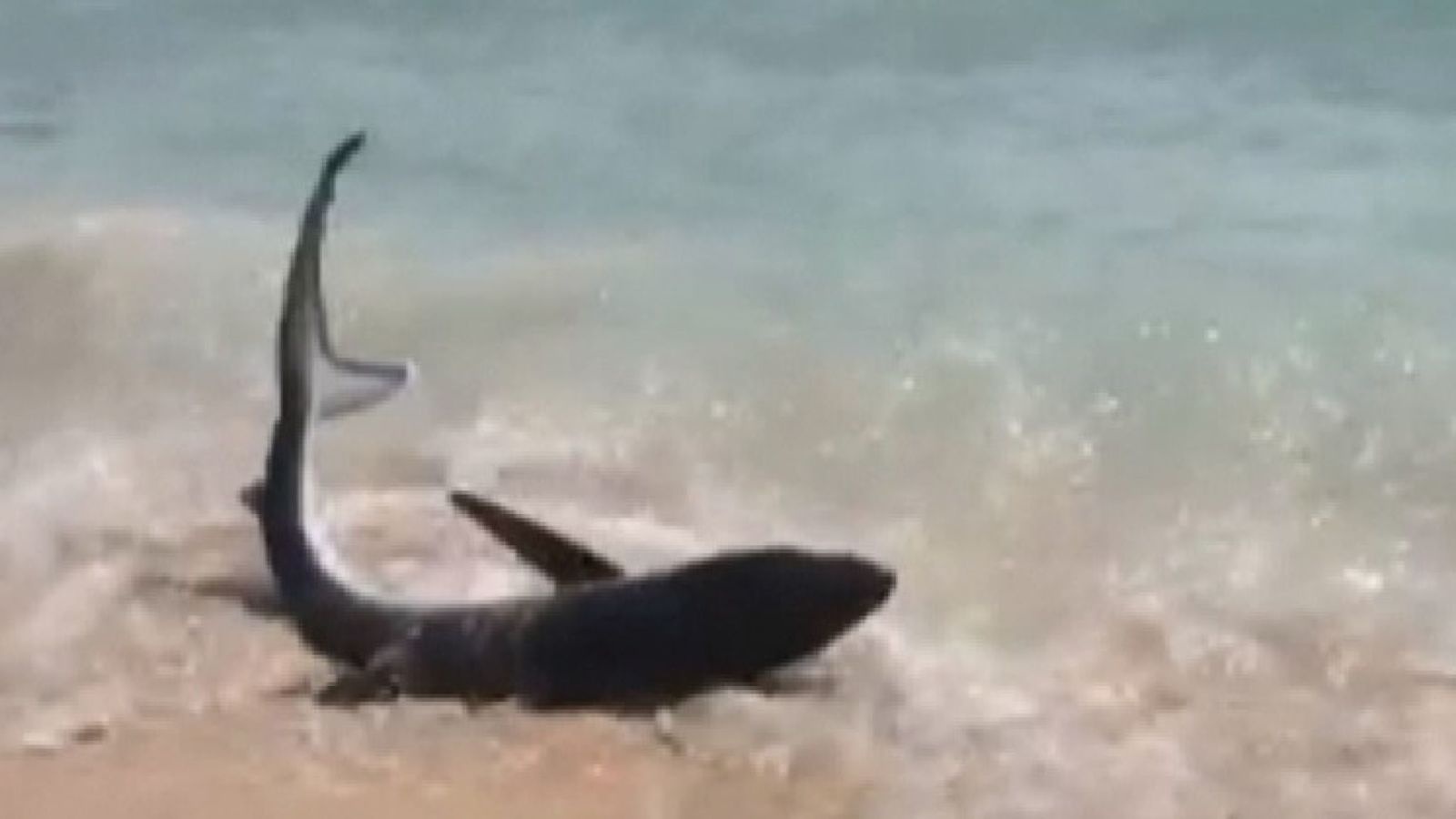 Ca map giay giua tren bai bien du lich o Dia Trung Hai hinh anh