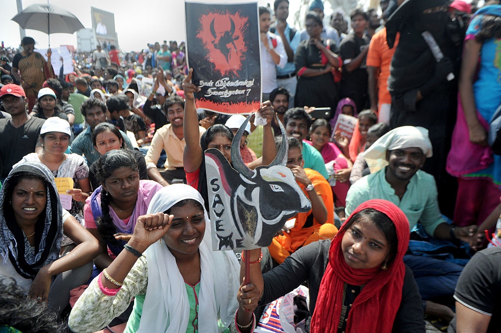 choi trau An Do anh 2