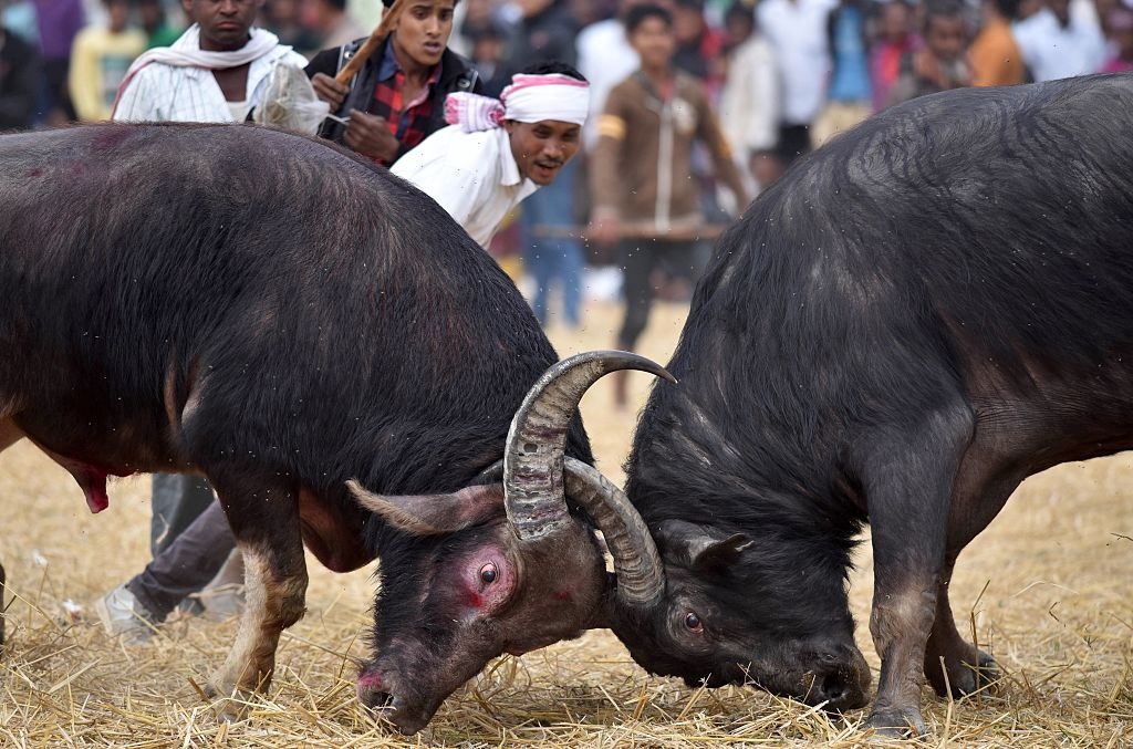 Gian nan duong cam le hoi thuan trau, choi trau o An Do hinh anh
