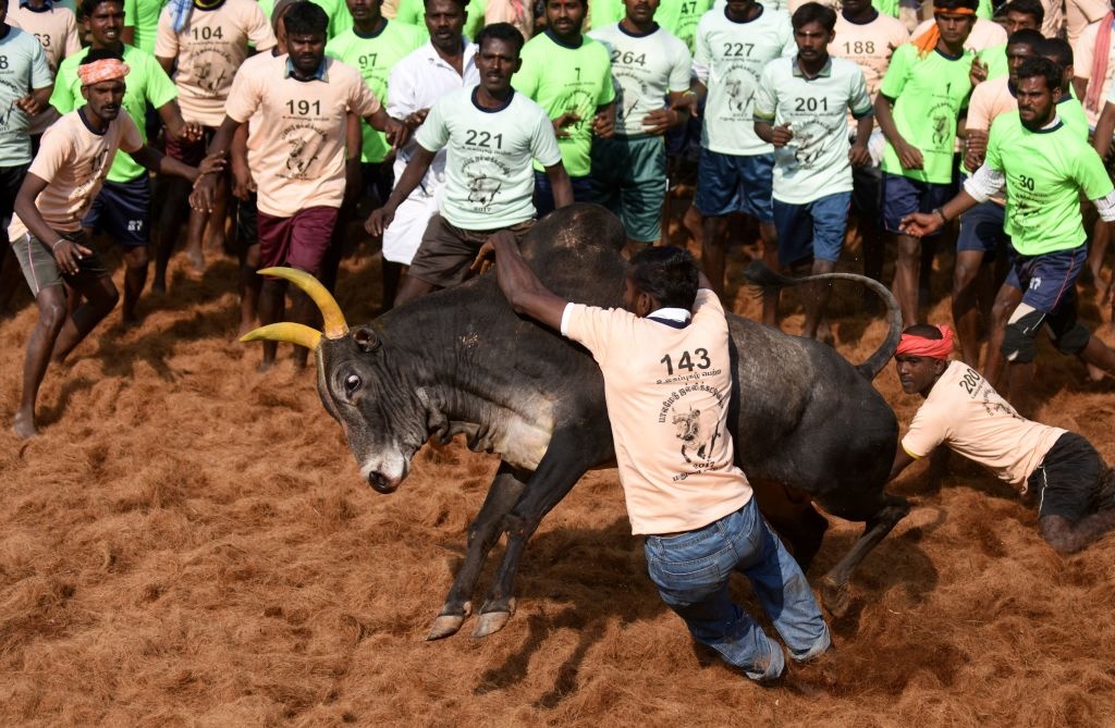 choi trau An Do anh 1