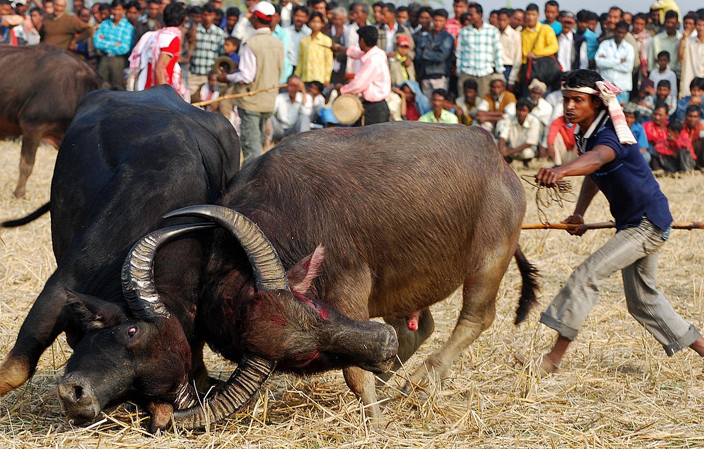Le hoi choi trau truyen thong o An Do hinh anh