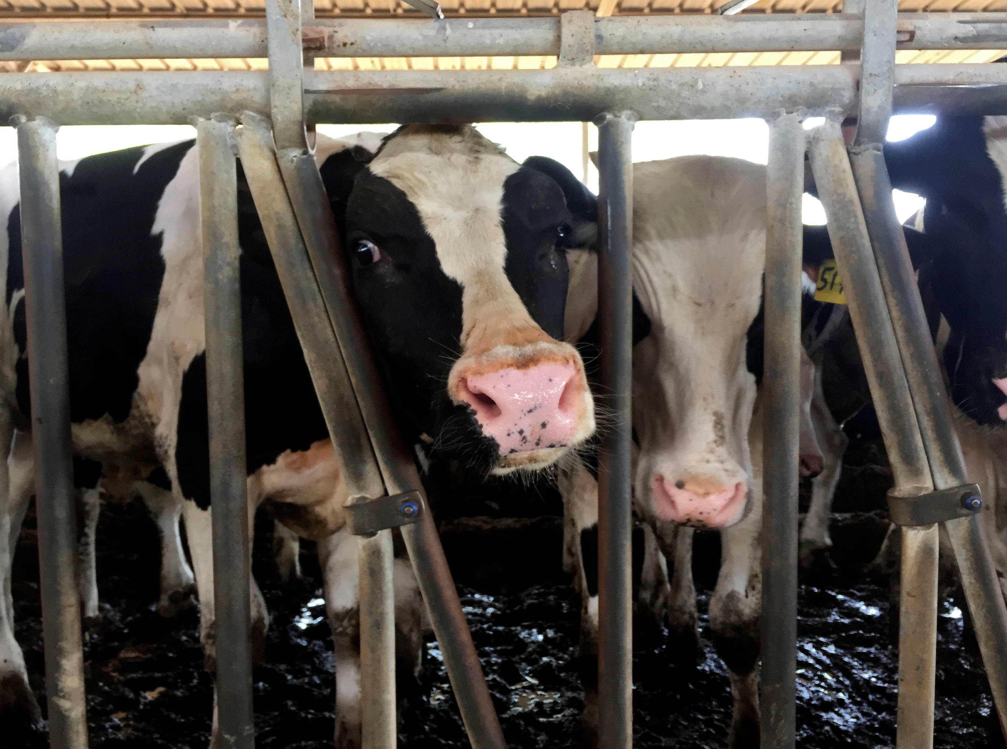 'Nhung con bo bay' dua ve Qatar de giai quyet khan hiem sua hinh anh