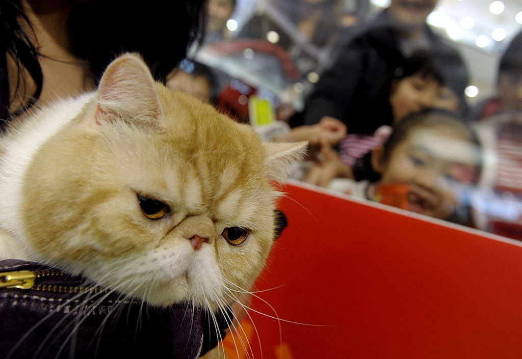 Hong Kong can nhac sua luat de doi lai cong bang cho cho, meo hinh anh