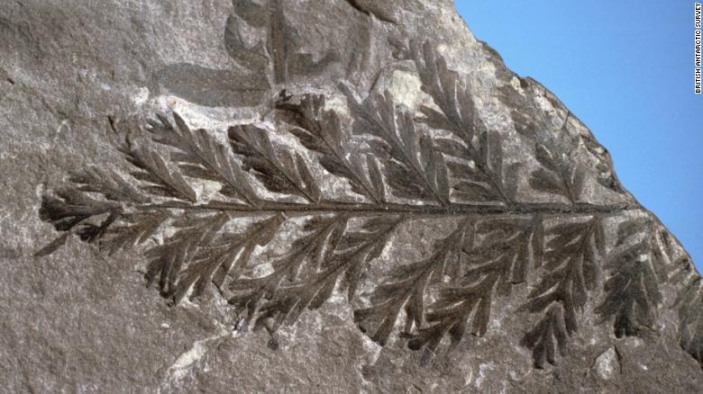 rung o Nam Cuc anh 4