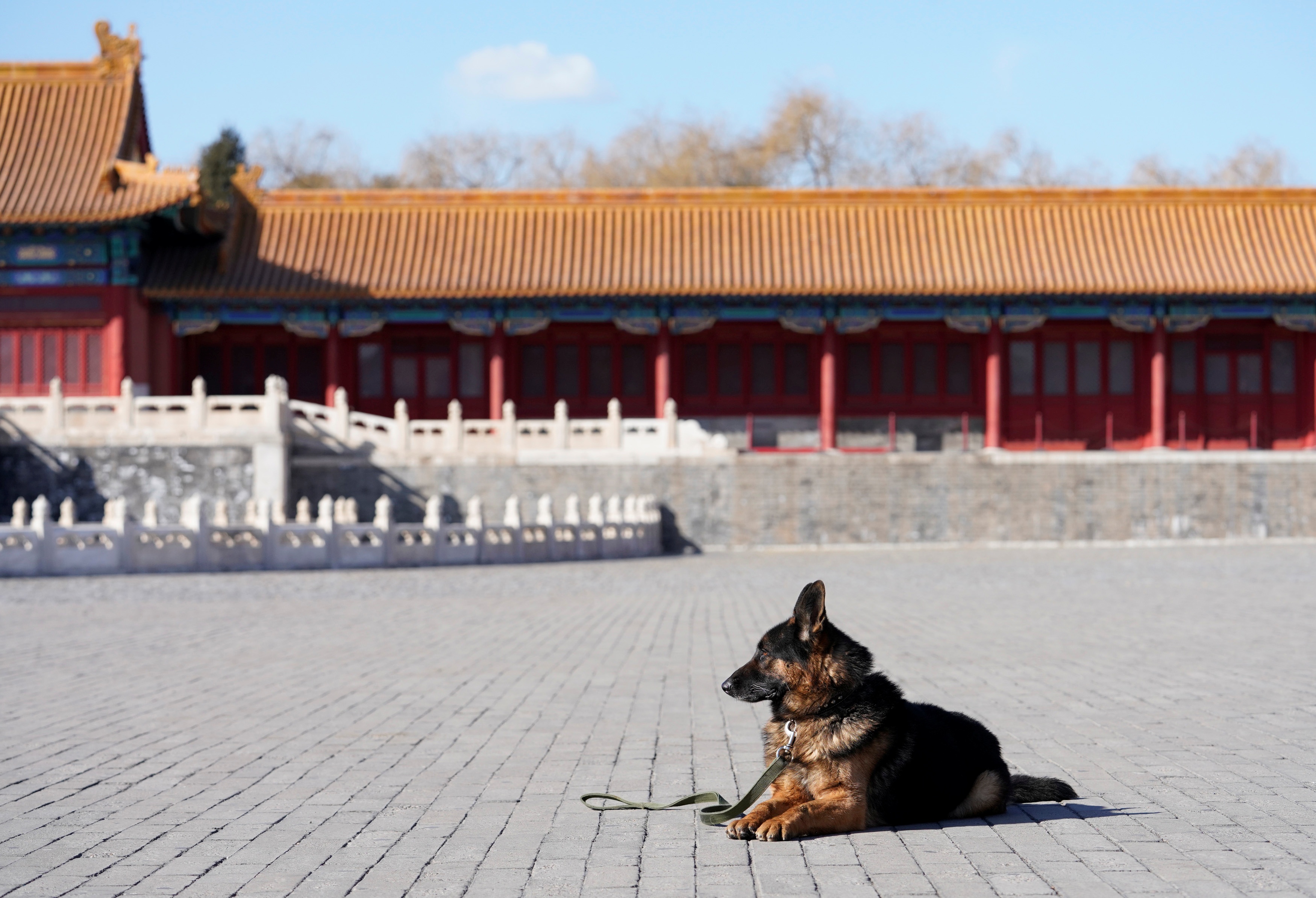 cho tuan tra Tu Cam Thanh anh 5