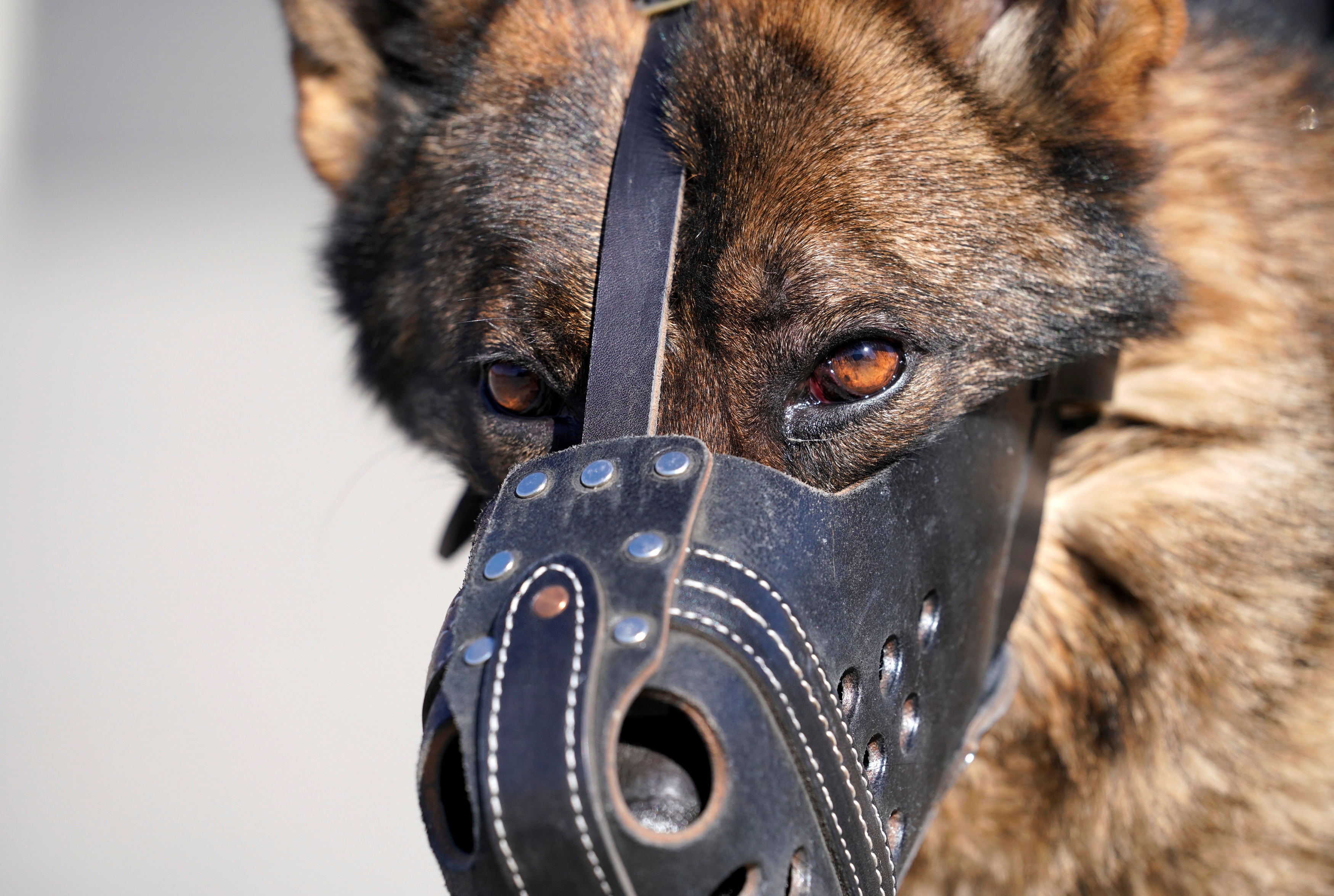 cho tuan tra Tu Cam Thanh anh 9