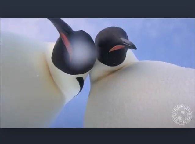 chim cánh cụt tự quay video ảnh 1 chim canh cut tu quay video anh 1