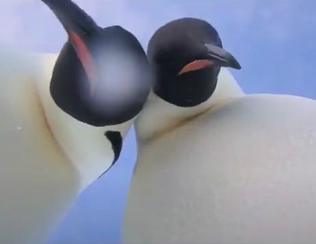 Chim canh cut Nam Cuc nhat duoc camera va tu quay clip hinh anh