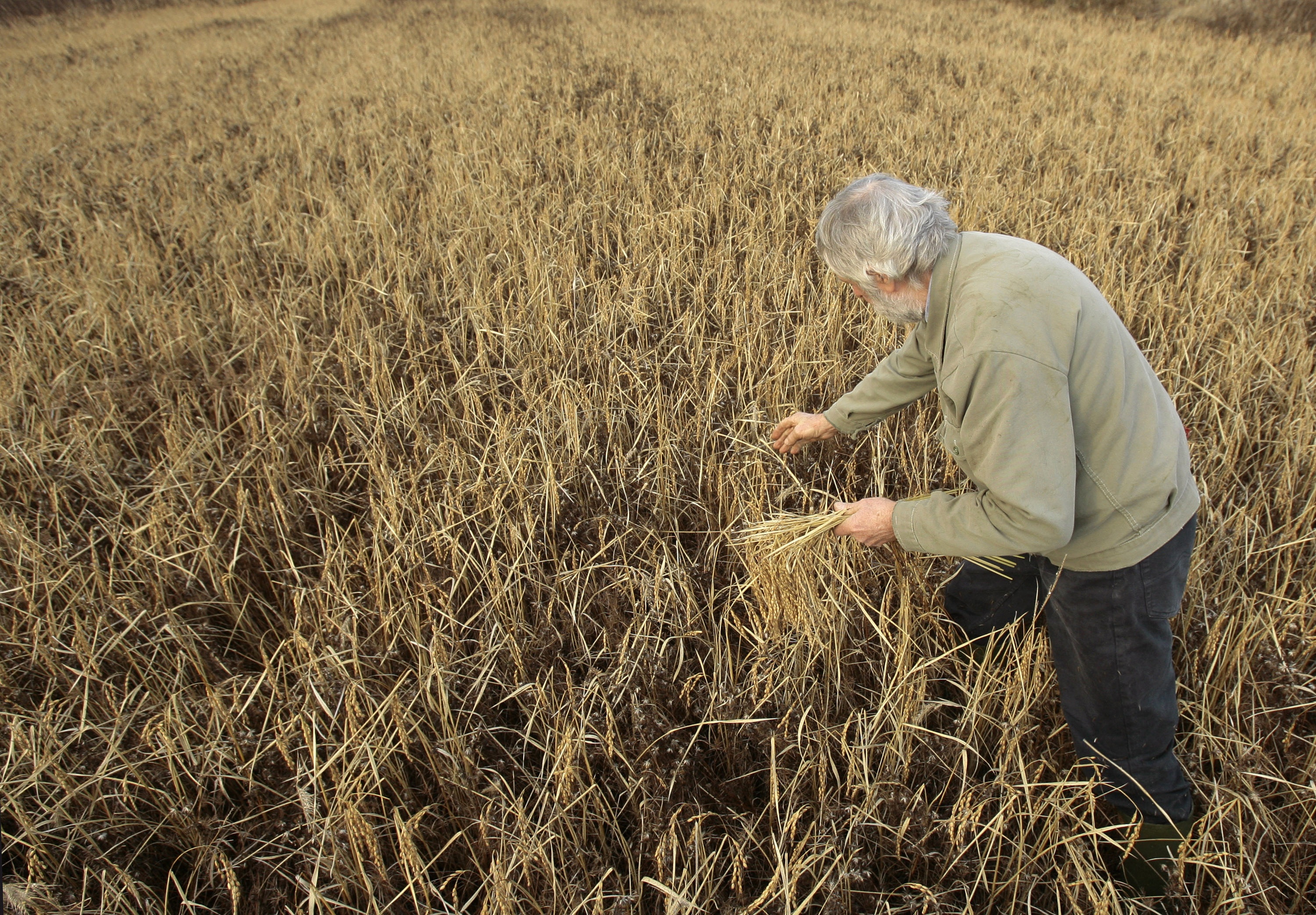 thuoc diet co Roundup doc hai anh 1