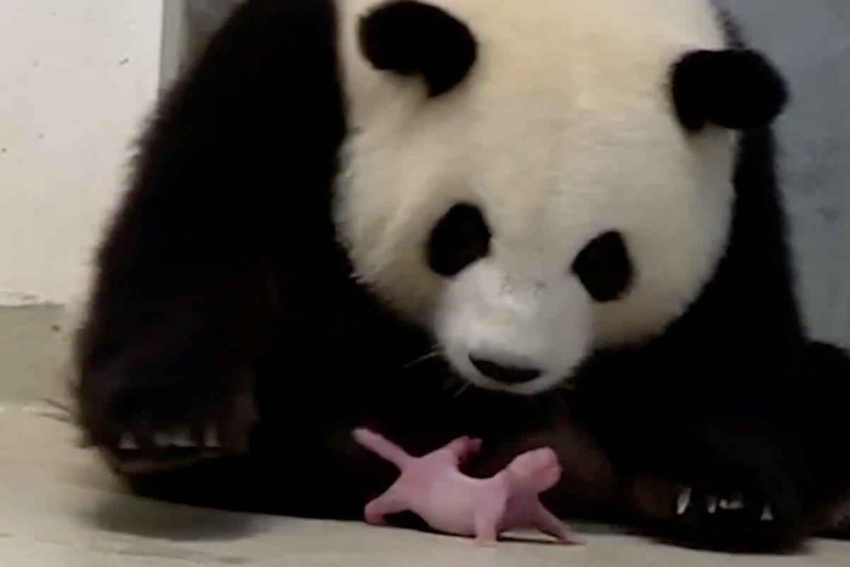 Keu goi dat ten gau truc la 'Hong va Kong' gay tranh cai o Duc hinh anh