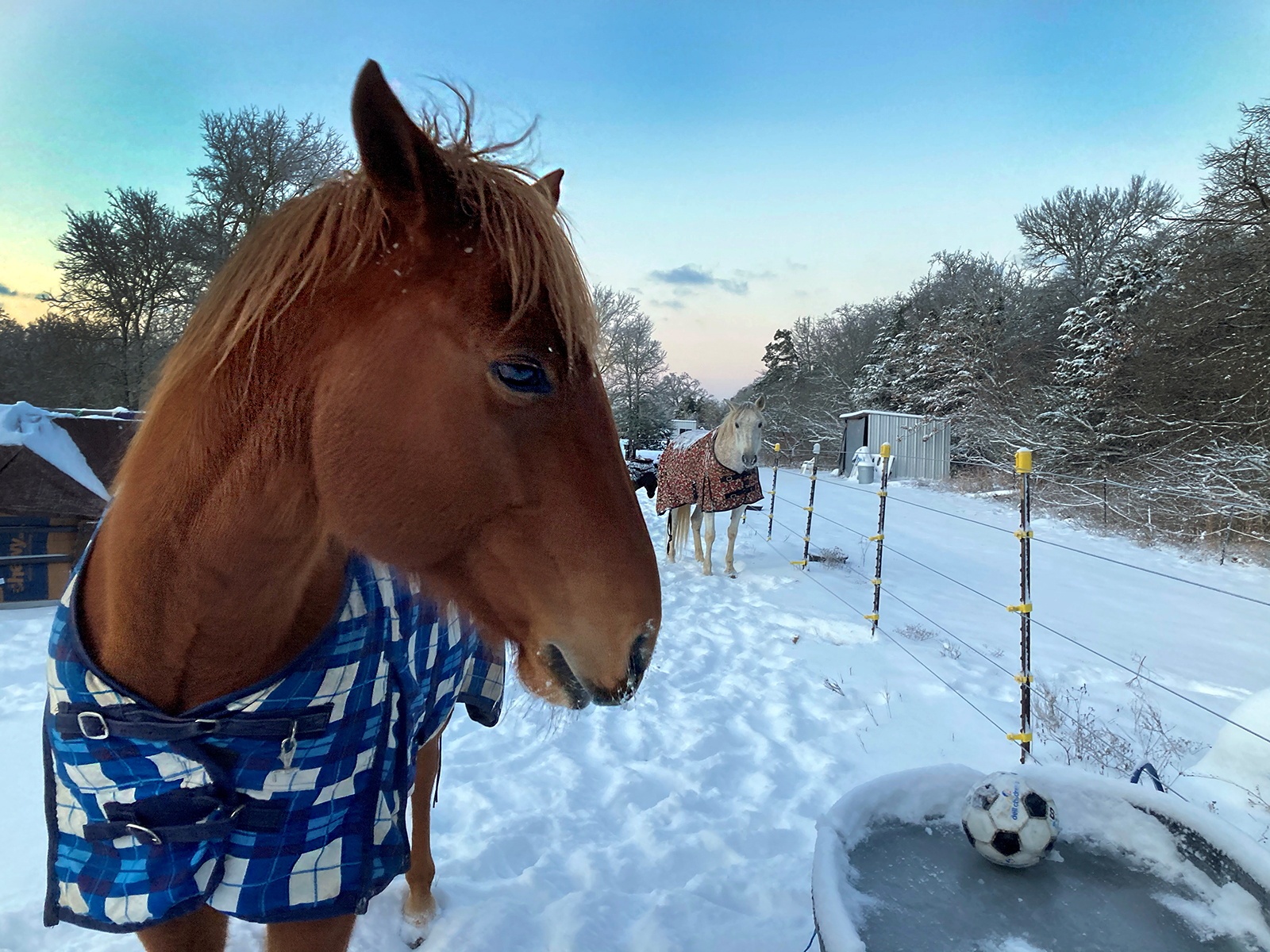 Nguoi Viet tai Texas: Chua bao gio thay tuyet day toi vay hinh anh