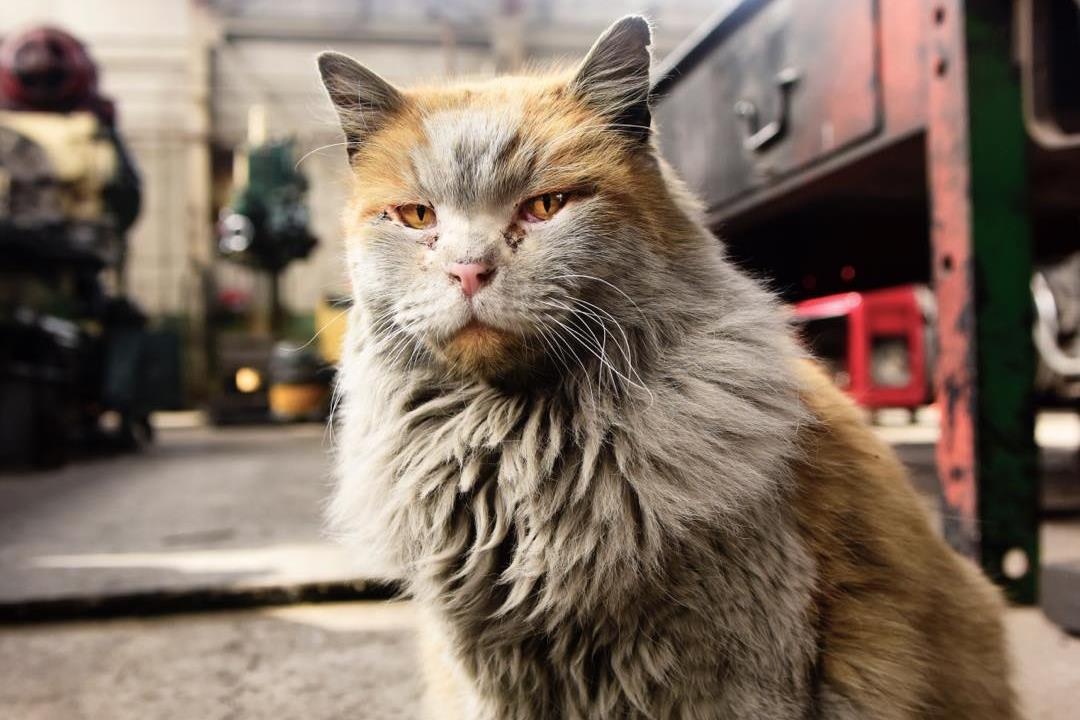 Tu meo hoang tro thanh guong mat dai dien hut khach tai ga xe lua My hinh anh