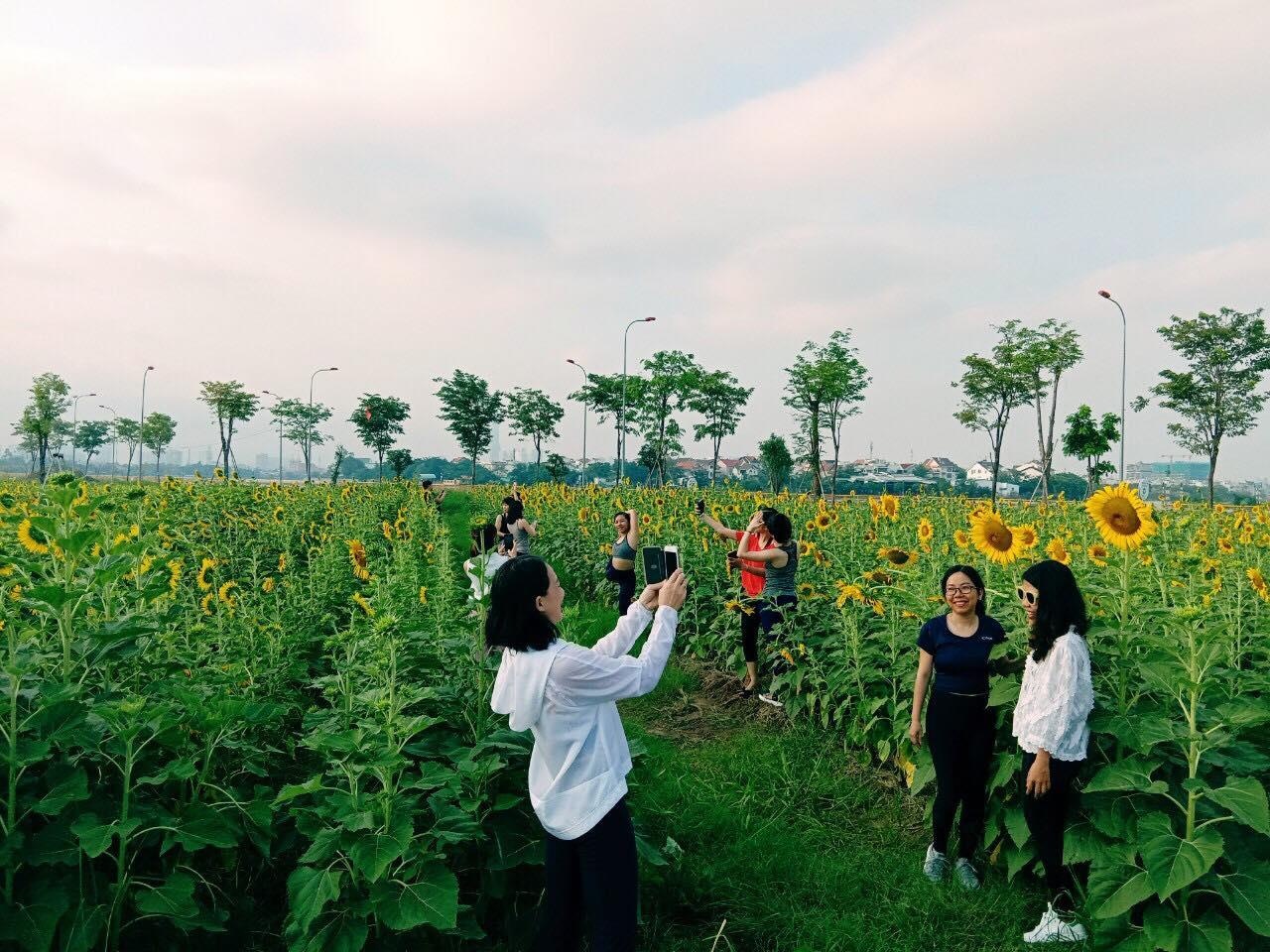Vườn hoa hướng dương lớn nhất TP.HCM hoang tàn ảnh 2 Vuon hoa huong duong lon nhat TP.HCM hoang tan anh 2