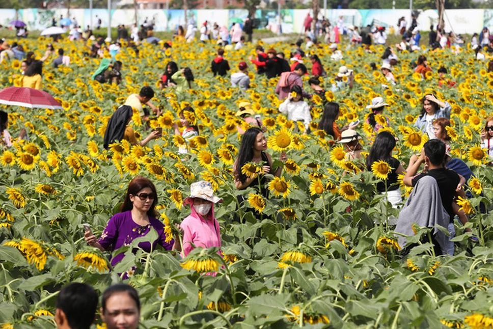 Canh dong hoa huong duong tro nen hoang tan sau 3 tuan mo cua hinh anh