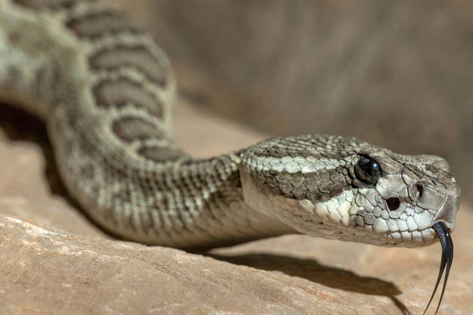 Nha hang o My phuc vu mon ran chuong cuc doc hinh anh