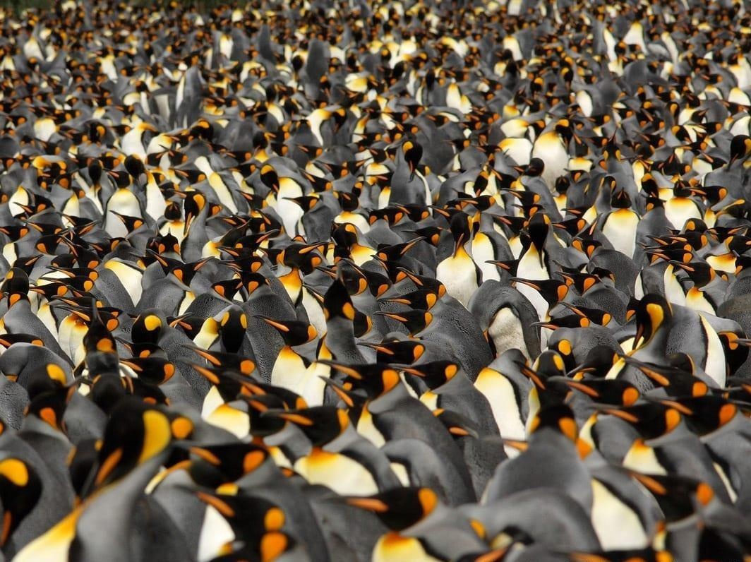 Gan nua trieu con chim canh cut chiem dong vinh bien dai 3 km hinh anh