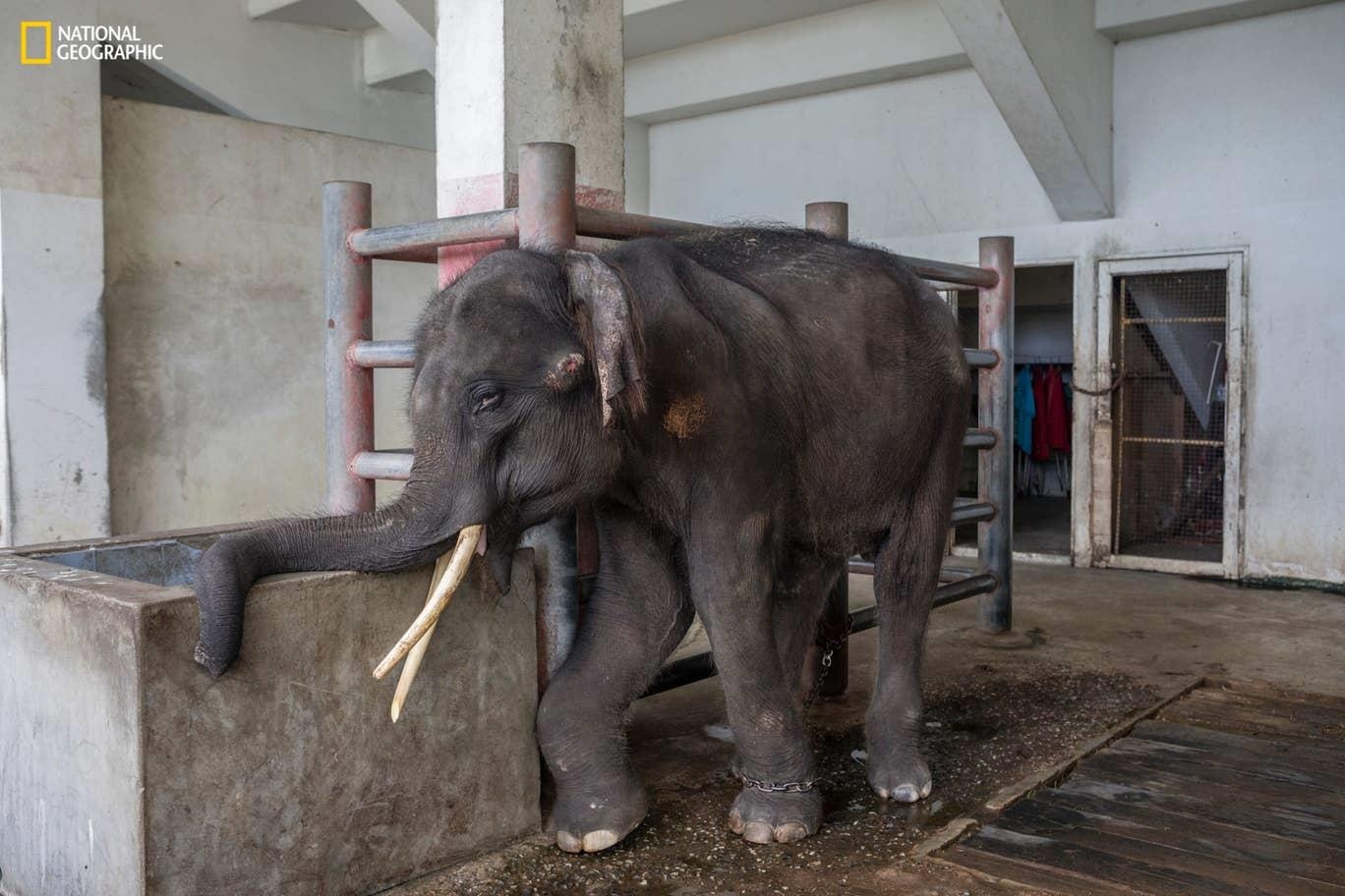 Cuoc song dong vat bi giam cam phuc vu du lich anh 13