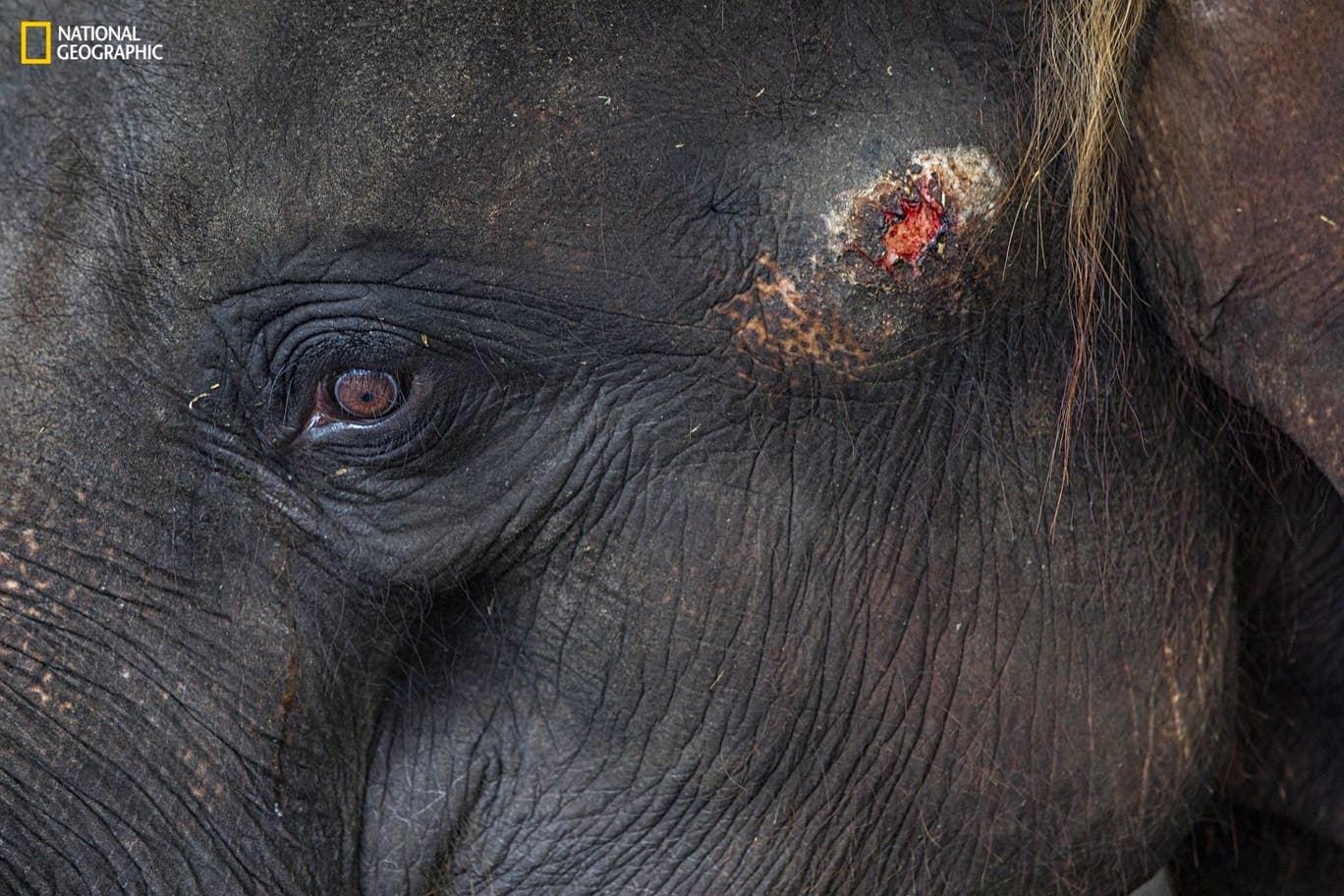 Cuoc song dong vat bi giam cam phuc vu du lich anh 14