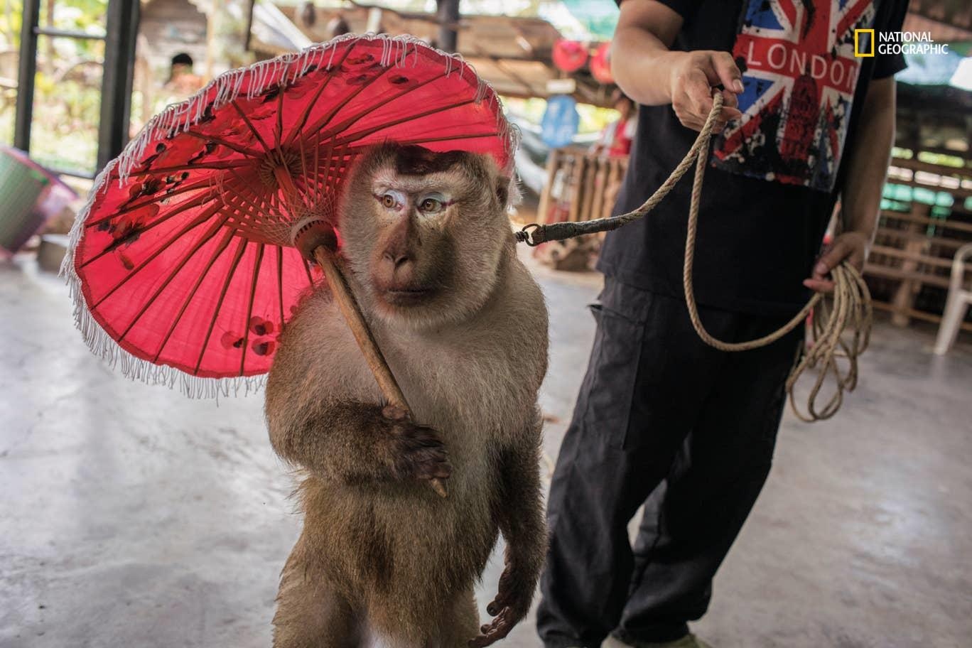 Cuoc song dong vat bi giam cam phuc vu du lich anh 3