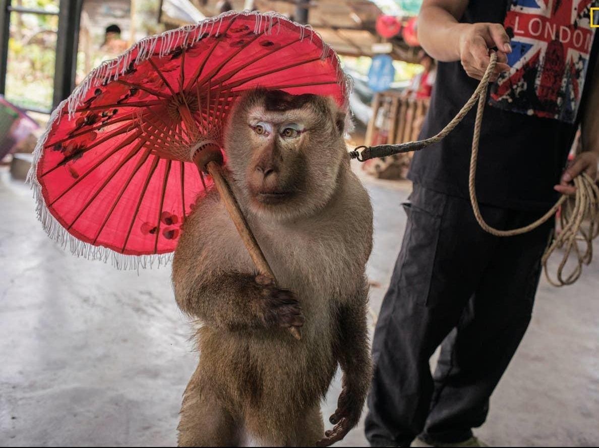 Canh dong vat bi giam cam phuc vu du lich gay am anh hinh anh