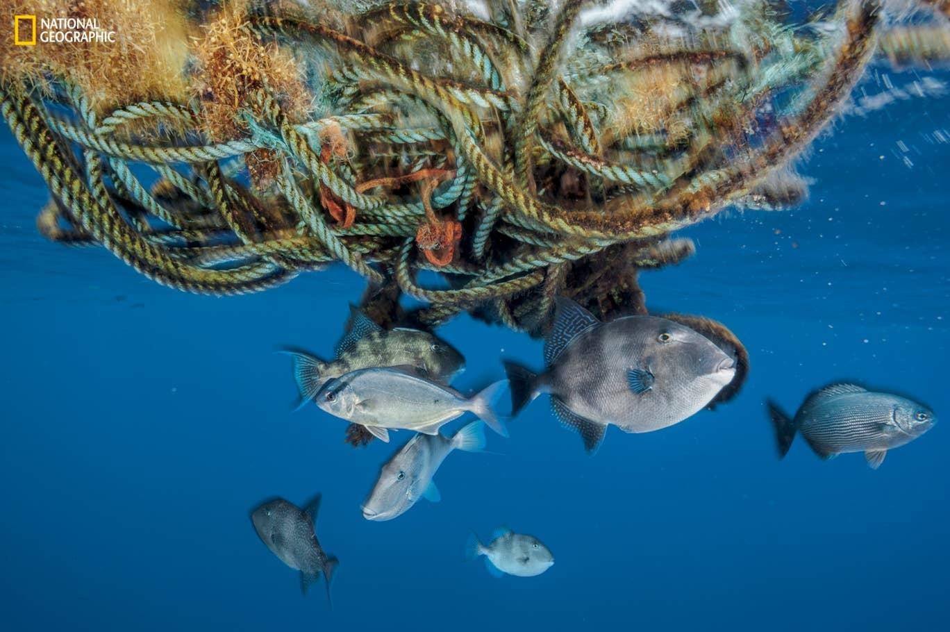 Cuoc song dong vat bi giam cam phuc vu du lich anh 5