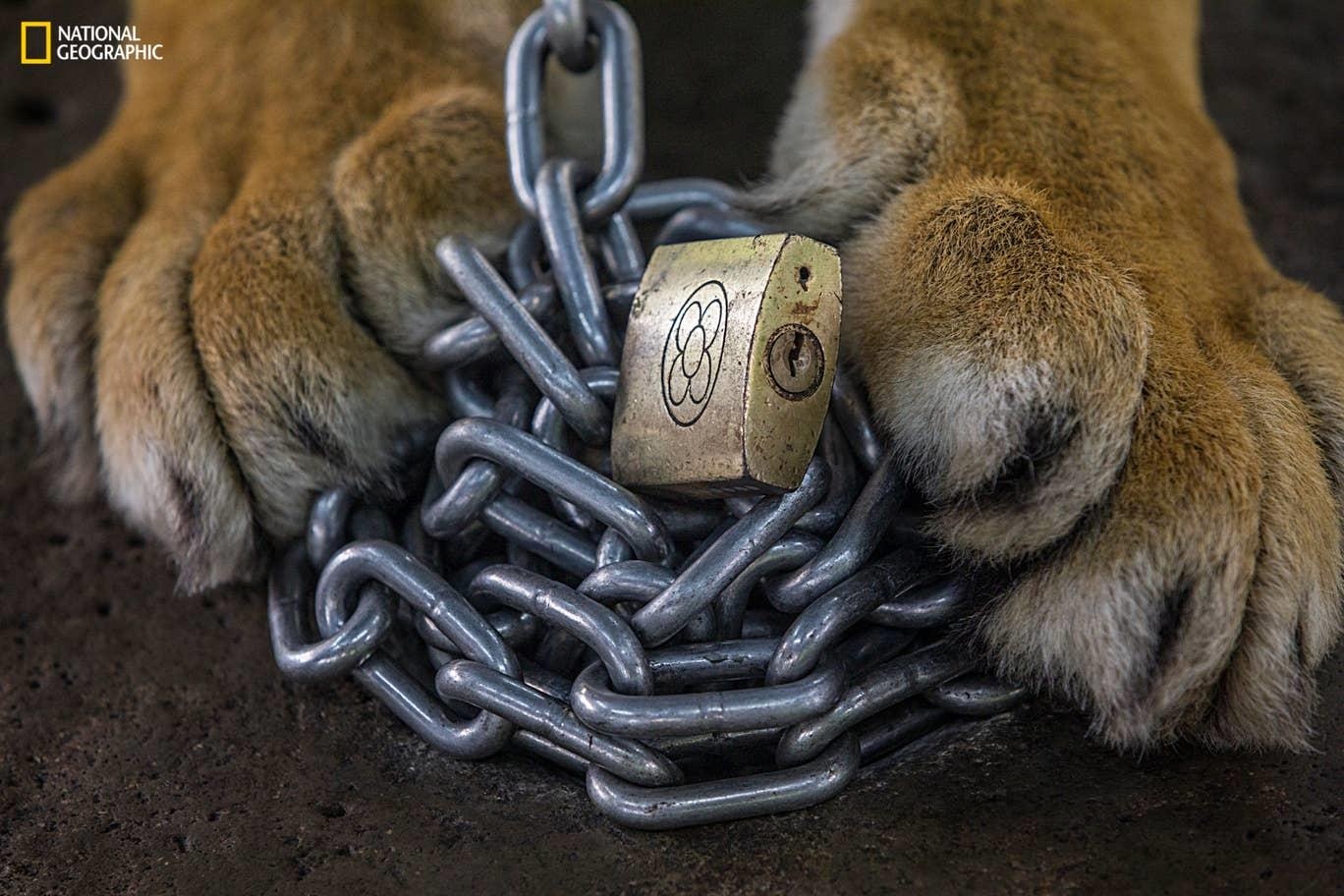 Cuoc song dong vat bi giam cam phuc vu du lich anh 2