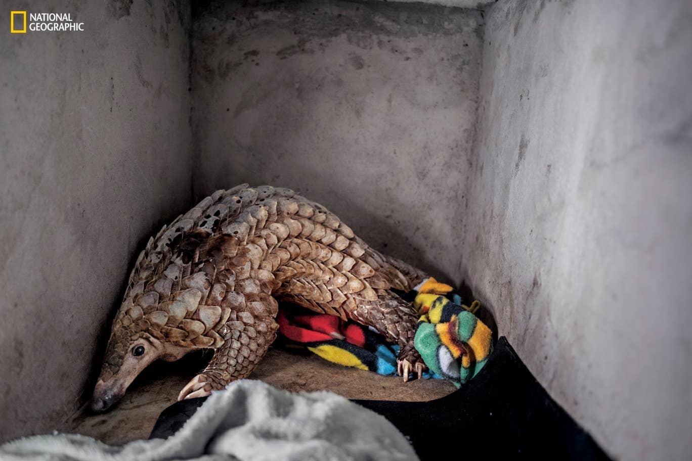 Cuoc song dong vat bi giam cam phuc vu du lich anh 6