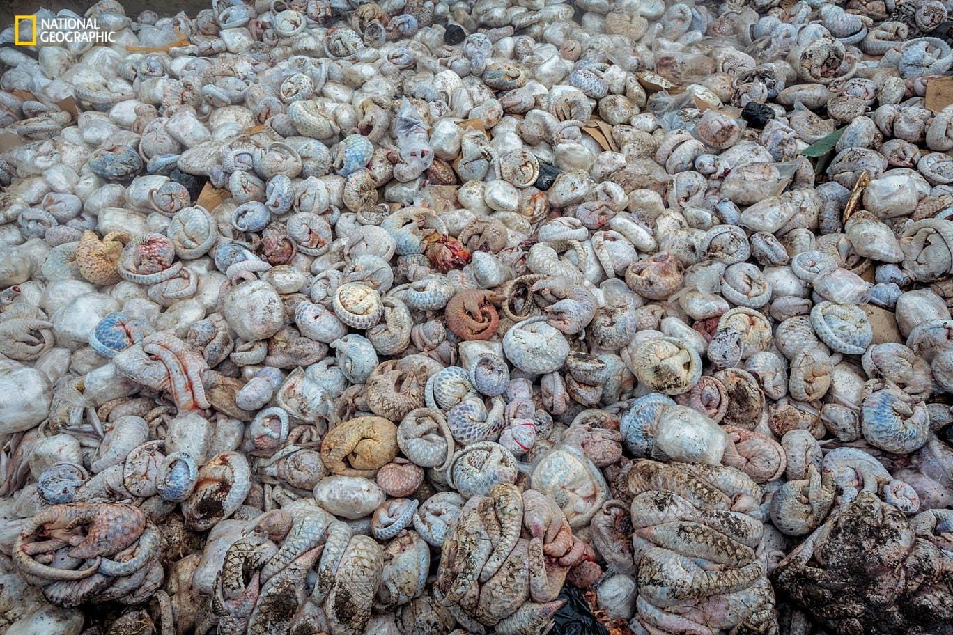 Cuoc song dong vat bi giam cam phuc vu du lich anh 7