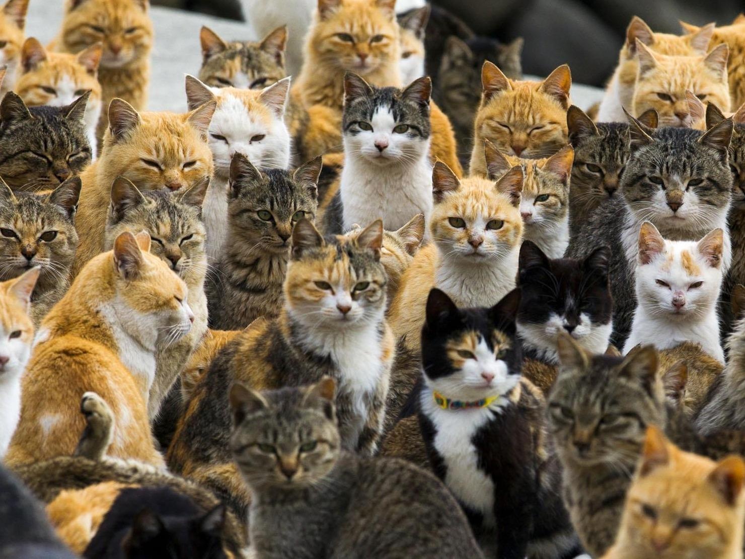 Ghe tham hon dao meo nhieu hon nguoi o Nhat Ban hinh anh