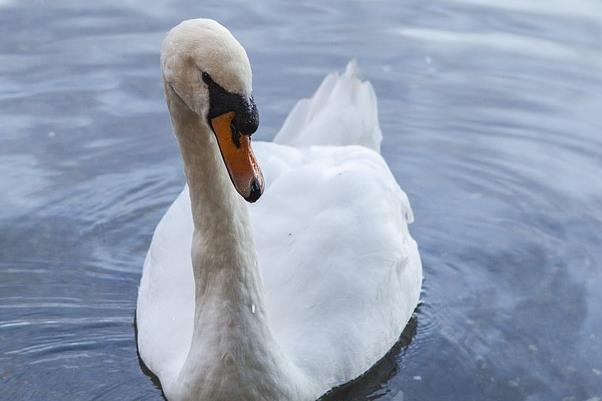 Du khach doi mat voi an tu vi giet hai thien nga cua Nu hoang Anh hinh anh