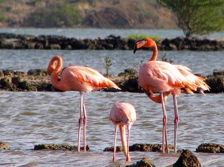 Thien duong chim hong hac o dam lay muoi Curacao hinh anh