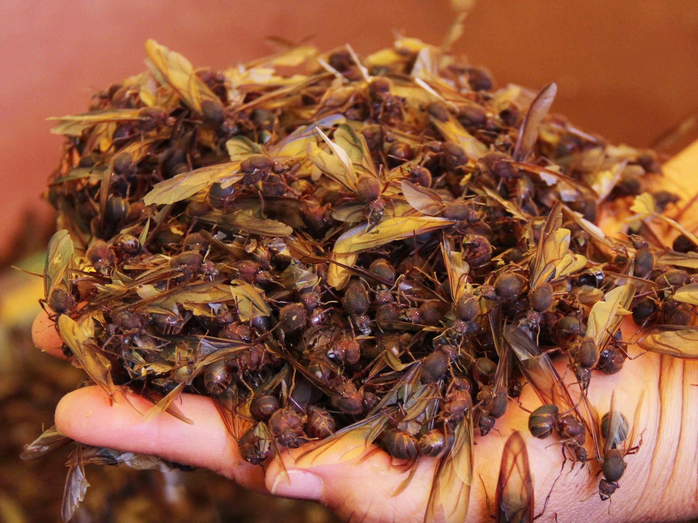 Kien canh khien nguoi Viet kho chiu lai la dac san dat tien o Mexico hinh anh