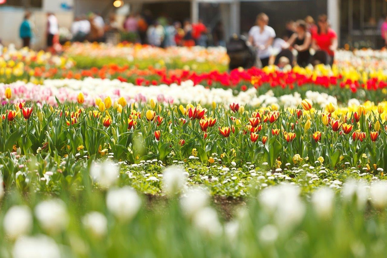 Ngam hoa anh dao no ro anh 2