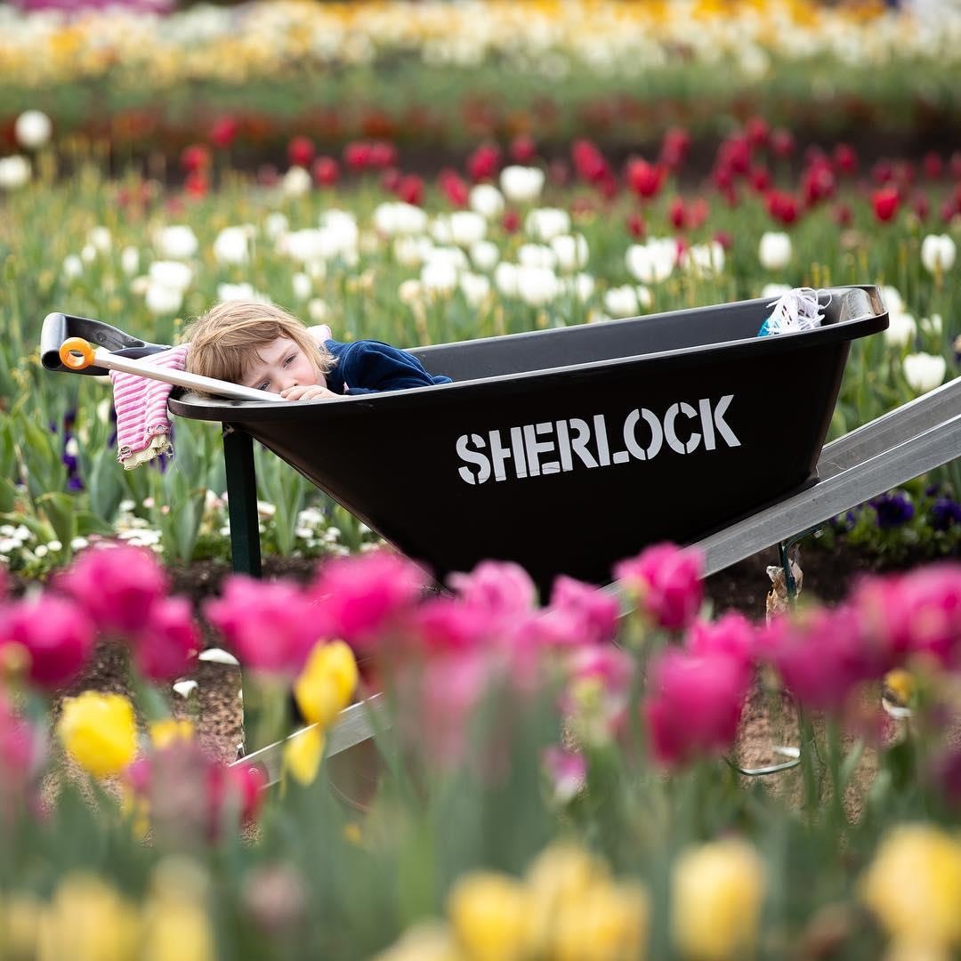 Ngam hoa anh dao no ro anh 15