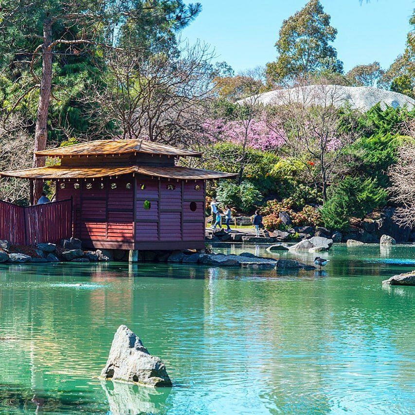 Ngam hoa anh dao no ro anh 3